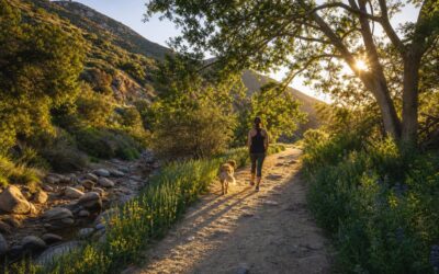 Dog-Friendly Outdoor Spaces Near Tuscany and Cortile in Porter Ranch
